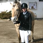 Fjordhest Julle (gamle part)