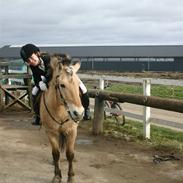 Fjordhest Julle (gamle part)