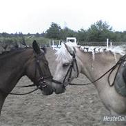 Anden særlig race Mayday<3*yndlings* <33