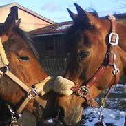 Anden særlig race Beauty R.I.P 