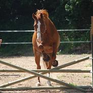 Fuldblod (XX) Angelique - R.I.P. Angel