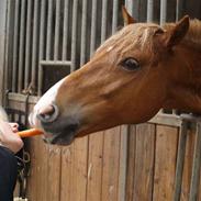 Haflinger Fusentast