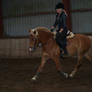 Haflinger Fusentast