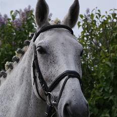 Dansk Varmblod Aglaia (R.I.P  2011)