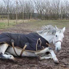 Dansk Varmblod Aglaia (R.I.P  2011)