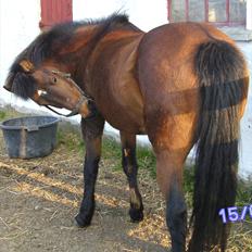 New Forest                    Sophy