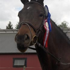 Knabstrupper Nymands Zidney