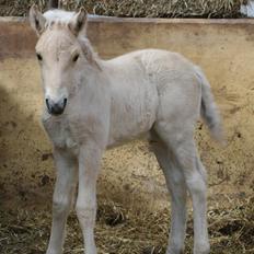 Fjordhest Mosegårdens Famøs 