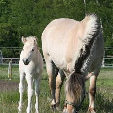 Fjordhest Mosegårdens Flig