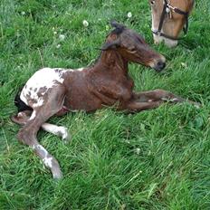 Knabstrupper Isaiiah Korsholm