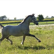Welsh Partbred (Sec F) Myrebjergets Skywalker | A