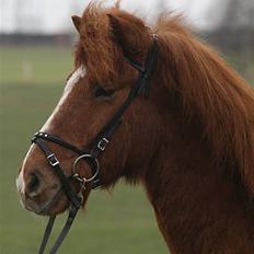 Islænder Jarl fra Nøddegården 