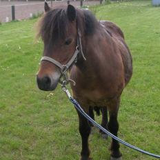 Anden særlig race Ibrahim <3.,-