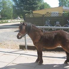 Anden særlig race Ibrahim <3.,-