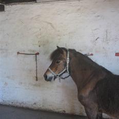 Anden særlig race Ibrahim <3.,-