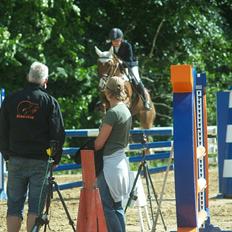 New Forest Ullah (solgt)