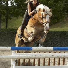 Tyroler Haflinger Wildberg/ Victor