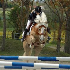 Tyroler Haflinger Wildberg/ Victor