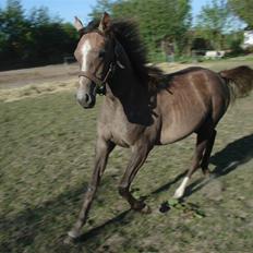 Arabisk fuldblod (OX)   Ali     Nadirah