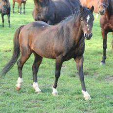 Welsh Pony af Cob-type (sec C) Smokie