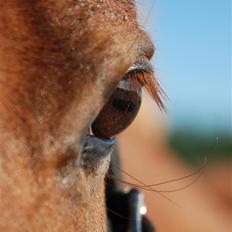 New Forest Ørnhøjs Lazio (Solgt)