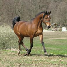 Arabisk fuldblod (OX) La Lyricah