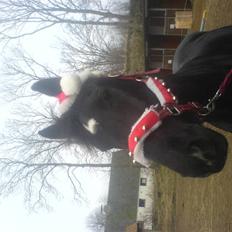 Hackney Miss Charmeur Shadow