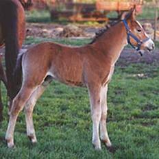 Oldenborg Møllestedets Highlight HIMMELHEST