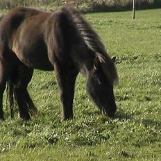 Anden særlig race Nuser