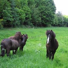 Anden særlig race Nuser