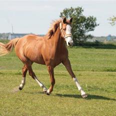 Anglo Araber (AA) Lille Daugårds Hekla <33