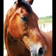 Oldenborg Hedemarkens Atlet. R.I.P 