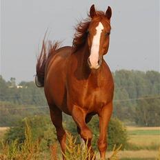 Fuldblod (XX) Angelique - R.I.P. Angel