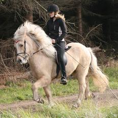 Islænder Dögg Fra Toftemosen