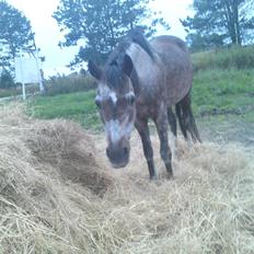 Welsh Pony af Cob-type (sec C)  Dixie R.I.P † <3