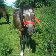 Welsh Pony af Cob-type (sec C)  Dixie R.I.P † <3