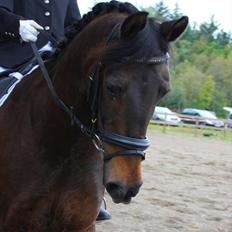 Anden særlig race Bakkelys Felur *Solgt*