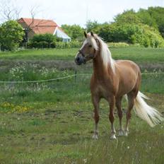 Haflinger KBK 4 Hemera solgt