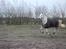 Dansk Varmblod Aglaia (R.I.P  2011) - Feb. 2008