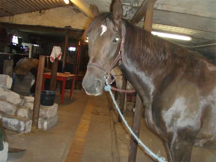 Fuldblod (XX) Jivã *DØD* - HeHe jeg er bare så grim ! :P billede 6