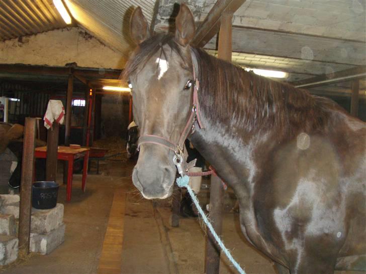 Fuldblod (XX) Jivã *DØD* - lidt i stil med det andet!, men okay ! :) billede 7