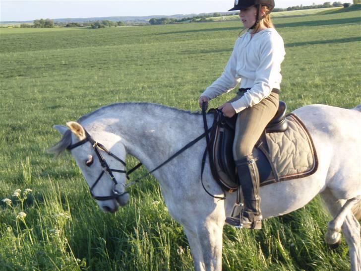 Arabisk fuldblod (OX) Fly - HaHa dressur er ikke hendes stærke side, :) billede 18