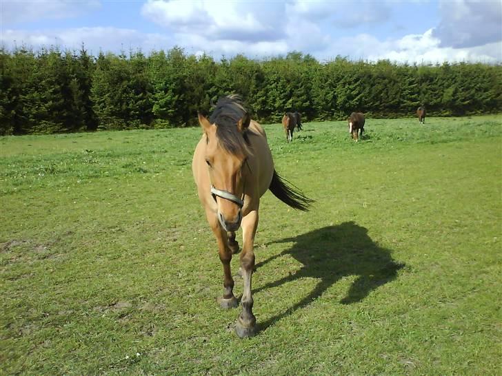 Anden særlig race Vesterhedes Charmeur  billede 15