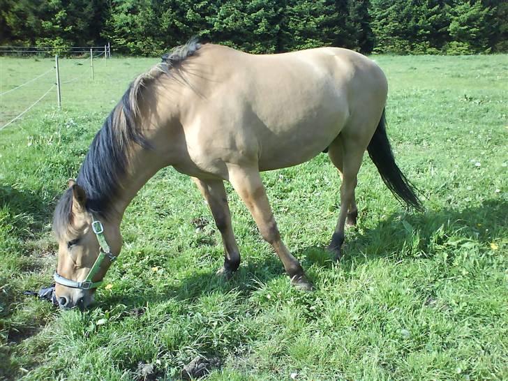 Anden særlig race Vesterhedes Charmeur  billede 16