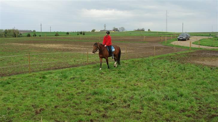 Traver Gacrux Date R.I.P - Så er der rytter på ham, dejligt. billede 15