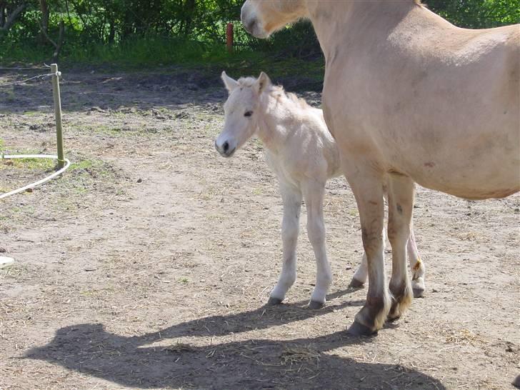 Fjordhest sofus, *SOLGT* billede 4
