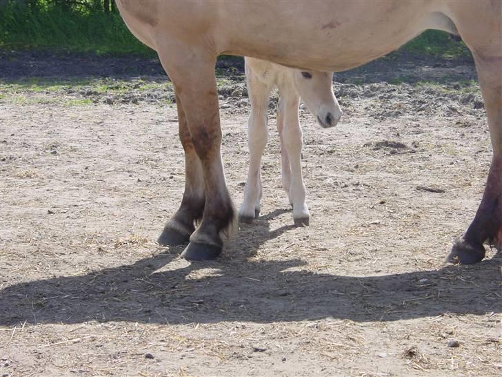 Fjordhest sofus, *SOLGT* - hvem der?? billede 6