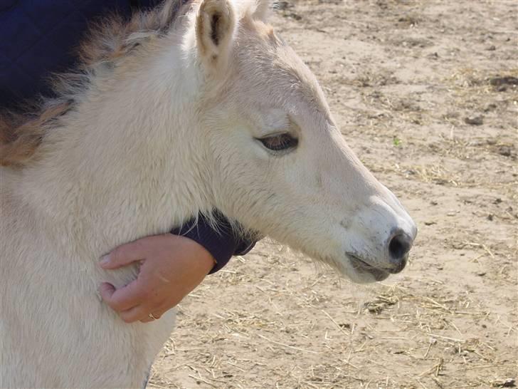 Fjordhest sofus, *SOLGT* - hovedbilled af bette dreng! billede 7