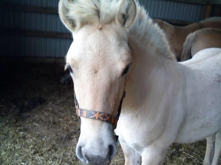 Fjordhest sofus, *SOLGT* billede 8