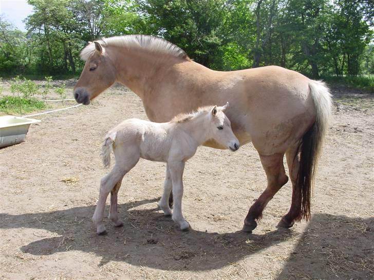 Fjordhest sofus, *SOLGT* billede 11